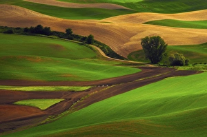 View of Palouse Cultivation Patterns from Steptoe Butte, Whitman County, Washington, USA View of Palouse Cultivation Patterns from Steptoe Butte, Whitman County, Washington, USA