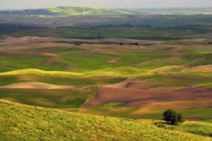 View of Palouse from Steptoe Butte of Cultivation Patterns; Whitman County; Washington View of Palouse from Steptoe Butte of Cultivation Patterns; Whitman County; Washington