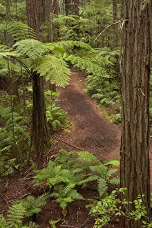 View over redwoods, ferns and walking track, from Redwoods Treewalk at The Redwoods View over redwoods, ferns and walking track, from Redwoods Treewalk at The Redwoods