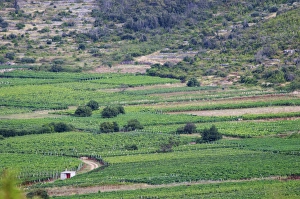 View over Smokvica vineyards on Korcula from the Toreta Winery Toreta Vinarija Winery View over Smokvica vineyards on Korcula from the Toreta Winery Toreta Vinarija Winery