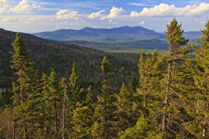 View of spruce trees and the distant Bigelow Range from the Appalachian Trail View of spruce trees and the distant Bigelow Range from the Appalachian Trail