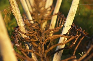 Vines trained in Lyre, winter pruned, wooden supporting posts Vines trained in Lyre, winter pruned, wooden supporting posts