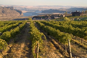Vineyard and buildings of Cave B Winery and Inn overlooking Columbia River in central Vineyard and buildings of Cave B Winery and Inn overlooking Columbia River in central