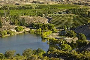 Vineyards, Bannockburn Inlet, Lake Dunstan, Central Otago, South Island, New Zealand Vineyards, Bannockburn Inlet, Lake Dunstan, Central Otago, South Island, New Zealand