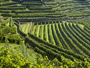 The vineyards near village Spitz in the Wachau The vineyards near village Spitz in the Wachau