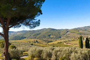 Vineyards and olive groves, Greve in Chianti, Chianti area, Florence province, Tuscany Vineyards and olive groves, Greve in Chianti, Chianti area, Florence province, Tuscany
