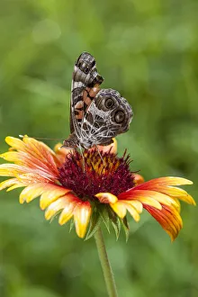 A Virginia Lady butterfly lands on Gaillardia A Virginia Lady butterfly lands on Gaillardia
