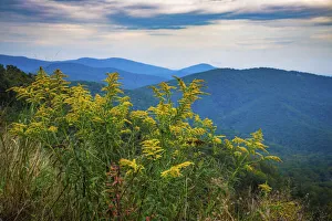 Vista with goldenrod, Shenandoah, Blue Ridge Parkway, Smoky Mountains, USA Vista with goldenrod, Shenandoah, Blue Ridge Parkway, Smoky Mountains, USA