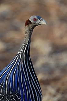 Vulturine Guinea fowl, Acryllium vulturinum, Samburu Game Reserve, Kenya Vulturine Guinea fowl, Acryllium vulturinum, Samburu Game Reserve, Kenya