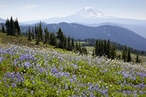 WA, Goat Rocks Wilderness, Wildflower meadow, with Mount Adams WA, Goat Rocks Wilderness, Wildflower meadow, with Mount Adams