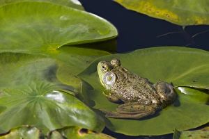WA, Juanita Bay Wetland, Bullfrog, male (Rana catesbeiana) WA, Juanita Bay Wetland, Bullfrog, male (Rana catesbeiana)