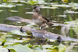 WA, Juanita Bay Wetland, Wood ducks, female and duckling (Aix sponsa) WA, Juanita Bay Wetland, Wood ducks, female and duckling (Aix sponsa)