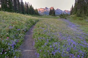 WA, Mt. Rainier NP, Tatoosh Range and wildflowers, view from Mazama Ridge WA, Mt. Rainier NP, Tatoosh Range and wildflowers, view from Mazama Ridge