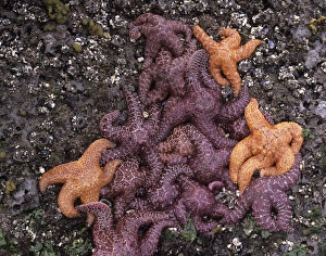 WA, Olympic National Park, Rialto Beach, Ochre Sea Stars WA, Olympic National Park, Rialto Beach, Ochre Sea Stars