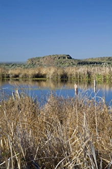 Cattails at Shoreler Lake Print