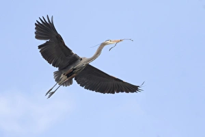 WA, Redmond, Great Blue Heron (Ardea herodias) WA, Redmond, Great Blue Heron (Ardea herodias)