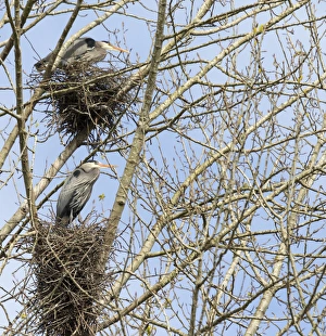 WA, Redmond, Great Blue Herons (Ardea herodias), on nest at rookery WA, Redmond, Great Blue Herons (Ardea herodias), on nest at rookery