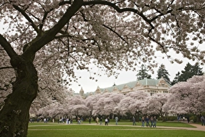 WA, Seattle, Cherry trees in bloom at the University of Washington WA, Seattle, Cherry trees in bloom at the University of Washington