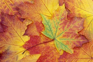 WA, Wenatchee National Forest, Maple leaf pattern WA, Wenatchee National Forest, Maple leaf pattern