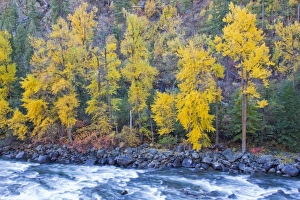 WA, Wenatchee NF, near Leavenworth, Tumwater Canyon; Autumn color along the Wenatchee WA, Wenatchee NF, near Leavenworth, Tumwater Canyon; Autumn color along the Wenatchee