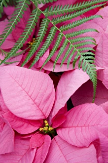 WA, Woodinville, Molbaks Nursery, Poinsettia Festival WA, Woodinville, Molbaks Nursery, Poinsettia Festival