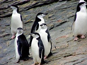 A waddle (group) of Chinstrap Penguins (Pygoscelis antarctica) at Gibbs Island (South A waddle (group) of Chinstrap Penguins (Pygoscelis antarctica) at Gibbs Island (South