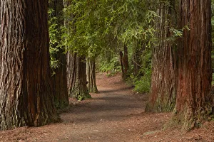 Walking track through The Redwoods (Whakarewarewa Forest), Rotorua, North Island Walking track through The Redwoods (Whakarewarewa Forest), Rotorua, North Island