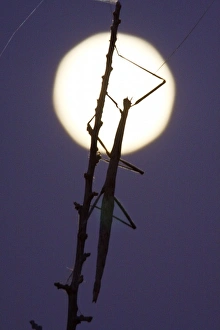 walkingstick and full moon in south Texas, USA walkingstick and full moon in south Texas, USA