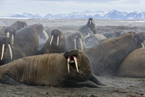 walrus group (Odobenus rosmarus) on shore, excited after being disturbed by tourists walrus group (Odobenus rosmarus) on shore, excited after being disturbed by tourists