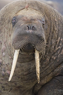 walrus (Odobenus rosmarus) close-up of head, June walrus (Odobenus rosmarus) close-up of head, June