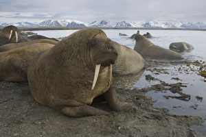 walruses on shore and in water (Odobenus rosmarus), June walruses on shore and in water (Odobenus rosmarus), June