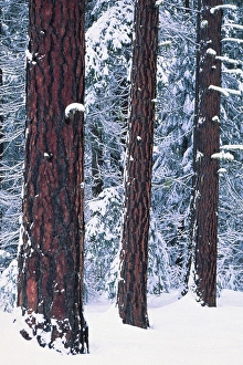 Washington, Easdtyern Cascades. Ponderosa Pines Washington, Easdtyern Cascades. Ponderosa Pines