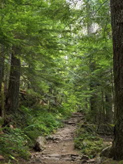Washington State, Central Cascades, Granite Mountain trail Washington State, Central Cascades, Granite Mountain trail