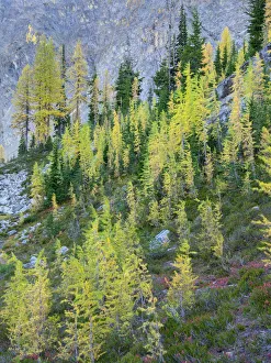 Washington State, North Cascades, Larch and Fir Trees Washington State, North Cascades, Larch and Fir Trees