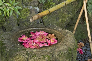 water basin, flowers, Portland Japanese Garden, Portland, Oregon, USA water basin, flowers, Portland Japanese Garden, Portland, Oregon, USA