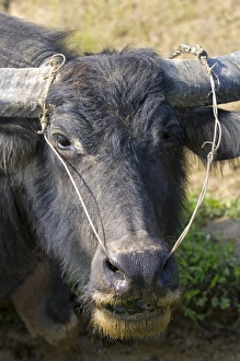 Water buffalo used for farming and transportation near Hue, Vietnam Water buffalo used for farming and transportation near Hue, Vietnam