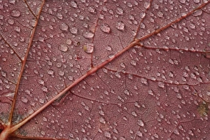 Red Maple Leaf Prints: Water drops on red maple leaf, A