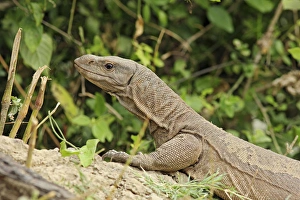 Water Monitor Lizard, Keoladeo National Park, India Water Monitor Lizard, Keoladeo National Park, India