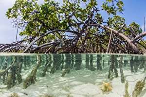 Over and under water photograph of a mangrove tree in clear tropical waters with Over and under water photograph of a mangrove tree in clear tropical waters with