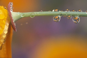 waterdrops reflecting on California Poppies (Escholzia californica) near Portland, Oregon waterdrops reflecting on California Poppies (Escholzia californica) near Portland, Oregon