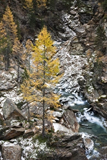 Waterfall of creek Plimabach in valley martelltal with colorfull larch trees larix decidua in fall Waterfall of creek Plimabach in valley martelltal with colorfull larch trees larix decidua in fall