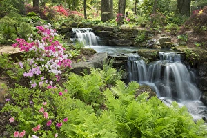 Waterfall with ferns and azaleas at Azalea Path Arboretum & Botanical Gardens, Hazleton Waterfall with ferns and azaleas at Azalea Path Arboretum & Botanical Gardens, Hazleton