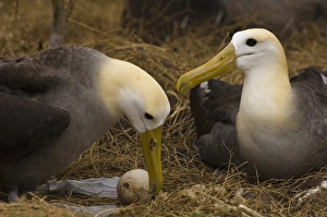 Waved Albatross pair (Phoebastria irrorata) change over for egg incubating Waved Albatross pair (Phoebastria irrorata) change over for egg incubating