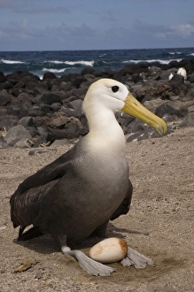 Waved Albatross (Phoebastria irrorata) with egg. Punta Cevallos, Espanola Island Waved Albatross (Phoebastria irrorata) with egg. Punta Cevallos, Espanola Island