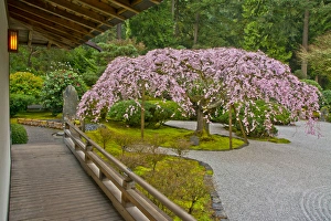 Weeping Cherry, Paviliion, Flat Garden, Portland Japanese Garden, Portland, Oregon, USA Weeping Cherry, Paviliion, Flat Garden, Portland Japanese Garden, Portland, Oregon, USA
