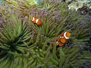 Western Clownfish ( Amphiprion ocellaris ), in Anemone, Agincourt Reef, Great Barrier Reef Western Clownfish ( Amphiprion ocellaris ), in Anemone, Agincourt Reef, Great Barrier Reef