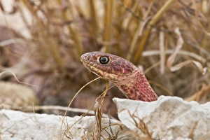 Western Coachwhip (Masticophis flagellum) red colored population in west Texas Western Coachwhip (Masticophis flagellum) red colored population in west Texas