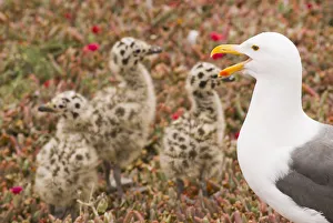 Western gull (Larus occidentalis) and chicks, Anacapa Island Western gull (Larus occidentalis) and chicks, Anacapa Island