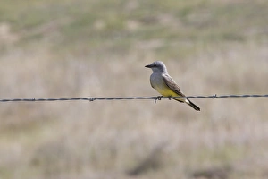 Western Kingbird sits on barbed wire in central California Western Kingbird sits on barbed wire in central California