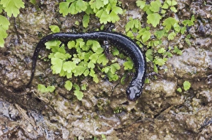 Western Slimy Salamander, Plethodon albagula, adult with fern, Uvalde County, Hill Country Western Slimy Salamander, Plethodon albagula, adult with fern, Uvalde County, Hill Country
